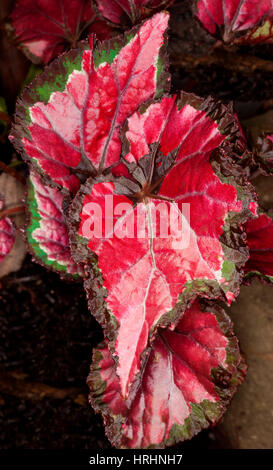 Vivid red decorative leaves, hemmed with dark green / brown, of colourful foliage plant Begonia rex cultivar 'Inca Night'