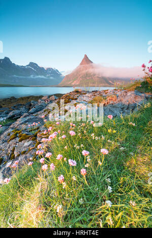 The midnight sun lights up flowers and the rocky peak of Volanstinden surrounded by sea, Fredvang, Lofoten Islands, Norway Stock Photo