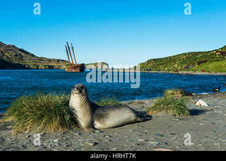 The southern elephant seal in front of an old whaling boat, Ocean Harbour, South Georgia, Antarctica, Polar Regions Stock Photo
