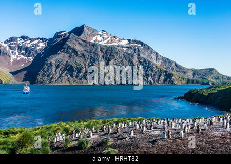 Gentoo penguin colony on the edge of the bay of Godthul, South Georgia, Antarctica, Polar Regions Stock Photo