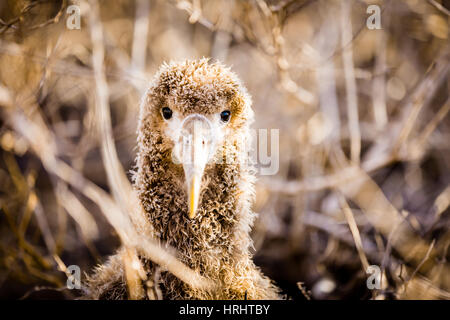 Baby albatross on Epanola Island, Galapagos Islands, Ecuador Stock Photo