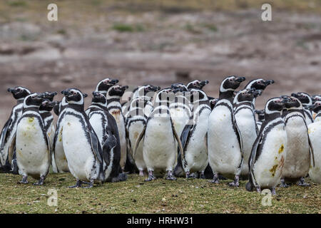Magellanic penguin (Spheniscus magellanicus) breeding colony on Carcass Island, Falkland Islands Stock Photo