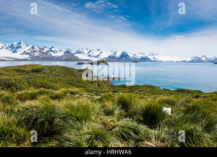 View over Prion Island, South Georgia, Antarctica, Polar Regions Stock Photo
