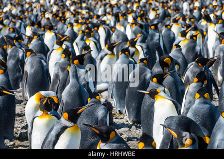 Giant king penguins (Aptenodytes patagonicus) colony, Salisbury Plain, South Georgia, Antarctica, Polar Regions Stock Photo