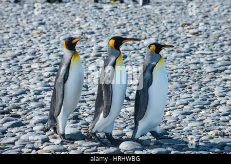 King penguins (Aptenodytes patagonicus), Salisbury Plain, South Georgia, Antarctica, Polar Regions Stock Photo