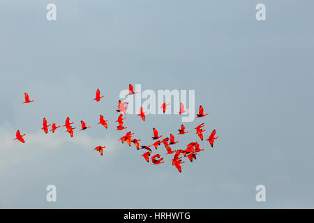 Scarlet Ibis (Eudocimus rubber). Flying across a blue sky. Trinidad, West Indies. Stock Photo