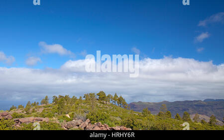 West Gran Canaria in February, hiking path through old pine forest around Integral Nature Reserve Inagua, natural background of predominantly sky Stock Photo