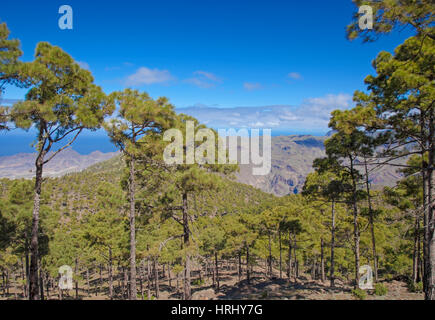 West Gran Canaria in February, hiking path through old pine forest around Integral Nature Reserve Inagua Stock Photo