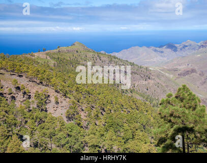West Gran Canaria in February, hiking path through old pine forest around Integral Nature Reserve Inagua Stock Photo