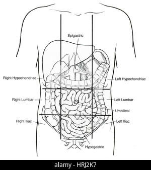 Abdominal Regions Stock Vector Art & Illustration, Vector Image ...