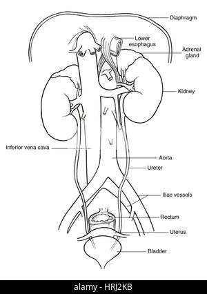 Illustration of Female Urinary System Stock Photo