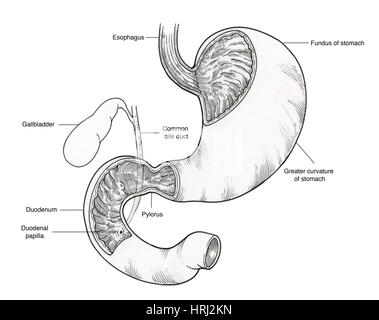 DUODENUM, DRAWING Stock Photo: 49160762 - Alamy