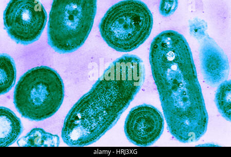 Blue-Green Algae, TEM Stock Photo