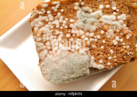 Schimmel am Brot - mouldy bread