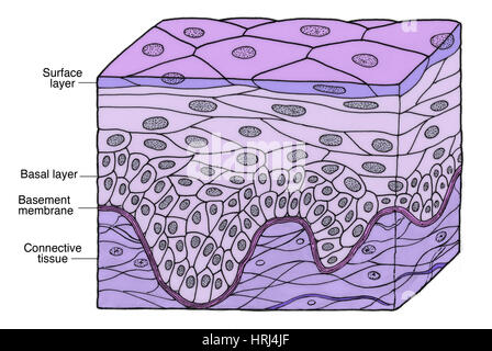 Illustration of Stratified Squamous Epithelium Stock Photo, Royalty ...