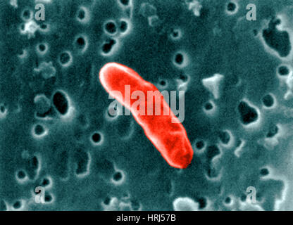 South Pole Bacteria Stock Photo