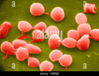 Micrococcus agilis, SEM Stock Photo