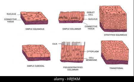 Types of Epithelial Cells Stock Photo - Alamy