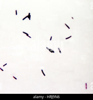 Clostridium difficile Bacteria, LM Stock Photo