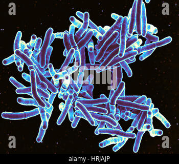 Mycobacterium tuberculosis, SEM Stock Photo