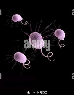 Drug-Resistant Pseudomonas aeruginosa Stock Photo