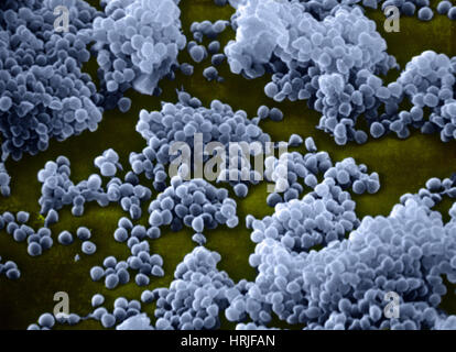 Micrococcus Agilis, SEM Stock Photo