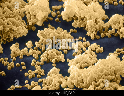 Micrococcus Agilis, SEM Stock Photo