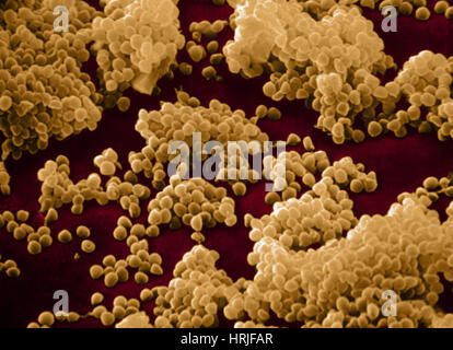 Micrococcus Agilis, SEM Stock Photo