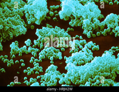 Micrococcus agilis, SEM Stock Photo