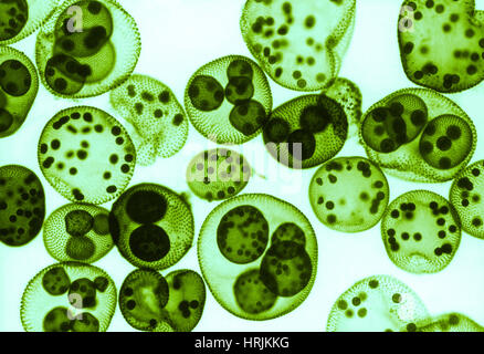 Green algae, Volvox sp., LM Stock Photo - Alamy