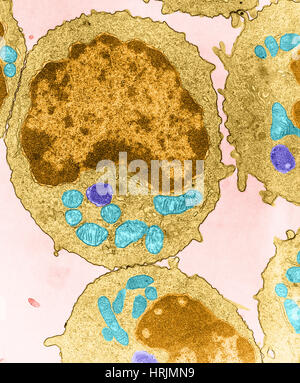 Lymphocyte, TEM Stock Photo