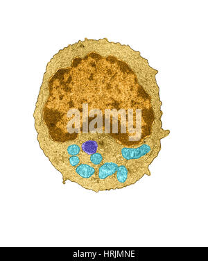 Lymphocyte, TEM Stock Photo