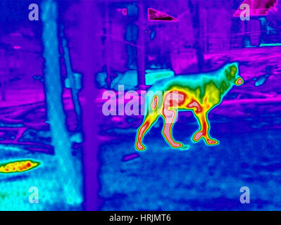 Wolf, Scabies Research, Thermogram Stock Photo