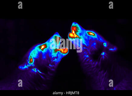 Howling Wolves, Scabies Research, Thermogram Stock Photo