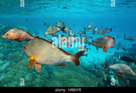 Underwater Pacific ocean shoal of fish humpback red snapper, Lutjanus gibbus, Rangiroa, Tuamotu, French Polynesia Stock Photo