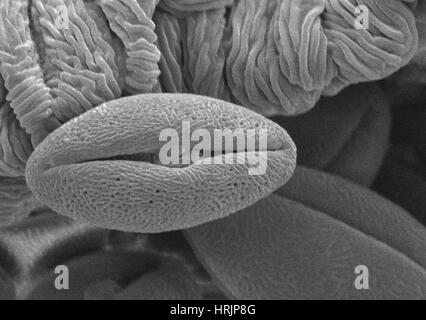 Scanning electron micrograph sem pollen Foto e Immagini Stock in Bianco e  Nero - Alamy