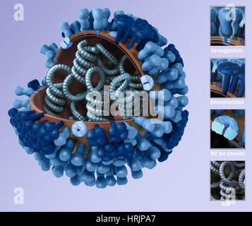 Influenza Virus, 3D Model Stock Photo