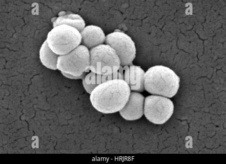 Micrococcus luteus Bacteria, SEM Stock Photo
