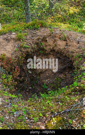 Old animal burrow in the forest. Stock Photo