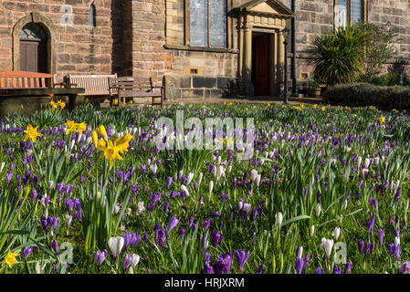 A carpet of Crocus in the churchyard at St.Chad's in Poulton-le-Fylde Lancashire Stock Photo