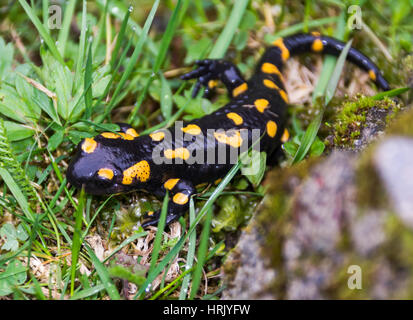 fire salamander Stock Photo