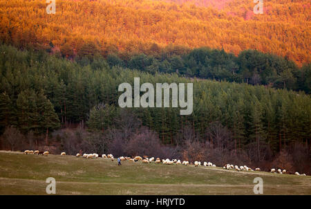 Autumn Landscape with Sheep near bulgarian forest Stock Photo