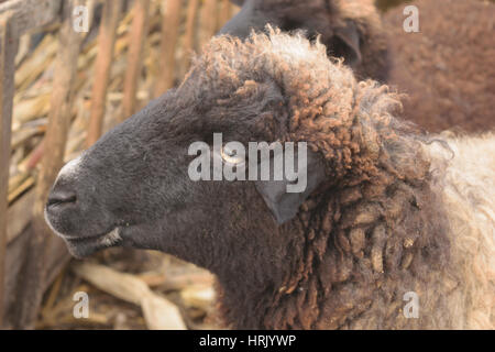 dark sheep's head from side point of view Stock Photo