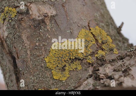 Xanthoria parietina. Yellow lichen on tree trunk - close up Stock Photo