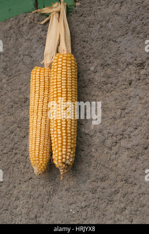 Golden corn on the cob hanging to dry in Sa Pa (Sapa), northern Stock Photo: 138603510 - Alamy