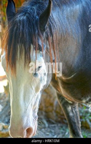 A close up image of a horse looking directly at the viewer. Stock Photo