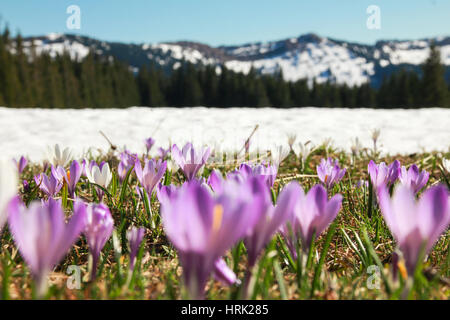 Field of wild purple crocuses. Snow covered mountains in background. Stock Photo