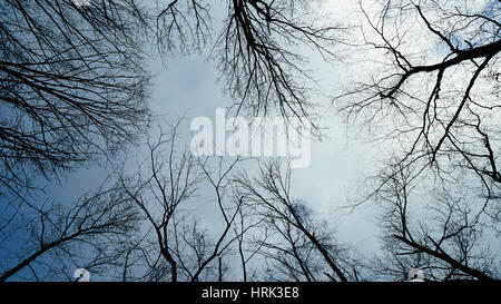 Looking up at trees in a gray sky Stock Photo