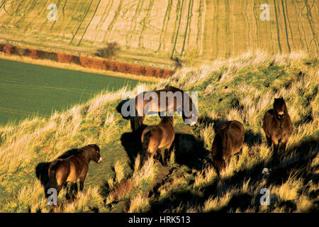 A herd of Exmoor wild ponies grazing on the slopes of Traprain Law, East Lothian Stock Photo
