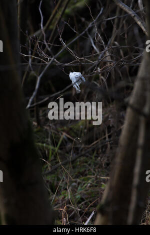 Littering Loch Lomond Stock Photo